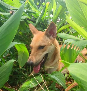 Coco L - Mixed Breed Dog