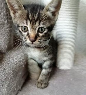 Pinkie, Greenie, Silver, Grey - Domestic Short Hair Cat