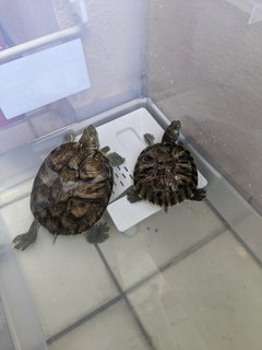 Res Turtles  - Turtle Reptile