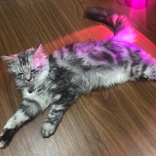 Nemo - Maine Coon + Persian Cat