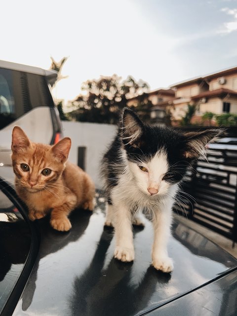 Brad Pit &amp; Tom Cruise - Tabby + Tuxedo Cat