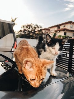 Brad Pit &amp; Tom Cruise - Tabby + Tuxedo Cat