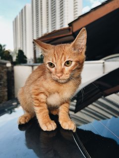 Brad Pit &amp; Tom Cruise - Tabby + Tuxedo Cat