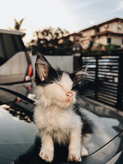 Brad Pit &amp; Tom Cruise - Tabby + Tuxedo Cat