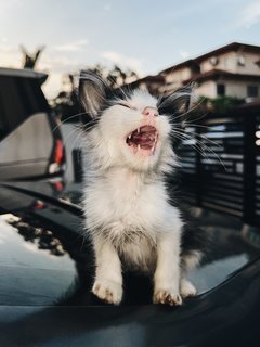 Brad Pit &amp; Tom Cruise - Tabby + Tuxedo Cat