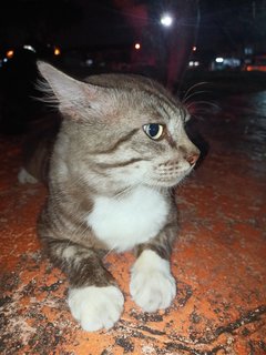 Jojo - American Shorthair Cat