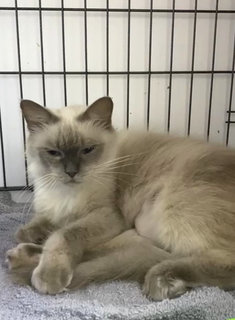 Yoyo - Siamese + Domestic Long Hair Cat