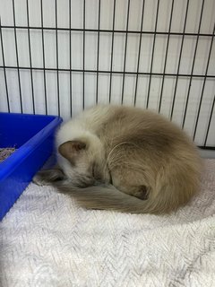Yoyo - Siamese + Domestic Long Hair Cat