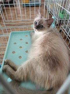 Yoyo - Siamese + Domestic Long Hair Cat