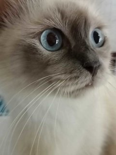 Yoyo - Siamese + Domestic Long Hair Cat