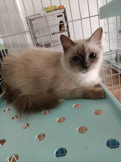 Yoyo - Siamese + Domestic Long Hair Cat