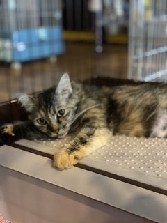 Rainy - Domestic Long Hair + Tortoiseshell Cat