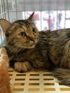 Rainy - Domestic Long Hair + Tortoiseshell Cat