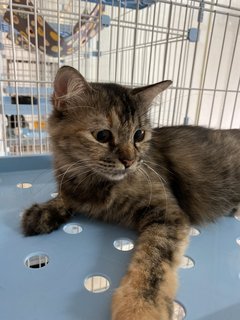 Rainy - Domestic Long Hair + Tortoiseshell Cat