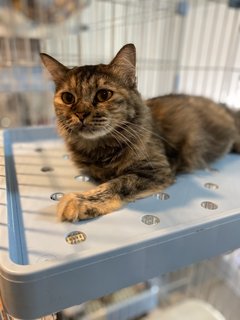 Rainy - Domestic Long Hair + Tortoiseshell Cat