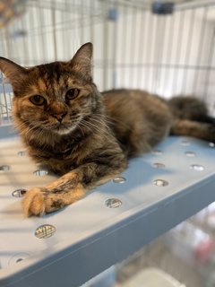 Rainy - Domestic Long Hair + Tortoiseshell Cat