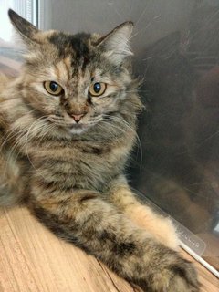 Rainy - Domestic Long Hair + Tortoiseshell Cat