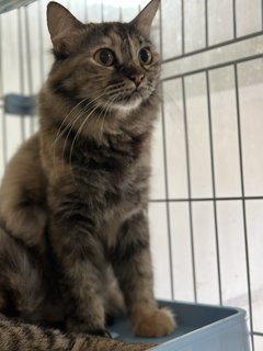 Rainy - Domestic Long Hair + Tortoiseshell Cat