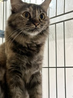 Rainy - Domestic Long Hair + Tortoiseshell Cat