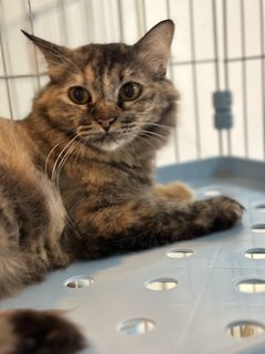 Rainy - Domestic Long Hair + Tortoiseshell Cat