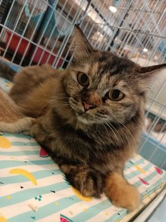 Rainy - Domestic Long Hair + Tortoiseshell Cat