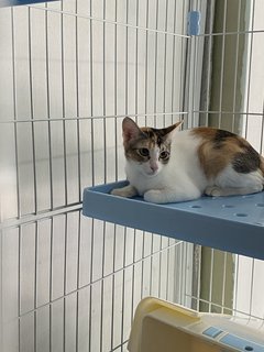 Ariel  - Calico Cat