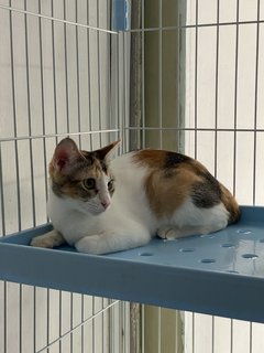 Ariel  - Calico Cat