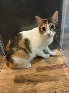 Ariel  - Calico Cat