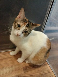 Ariel  - Calico Cat