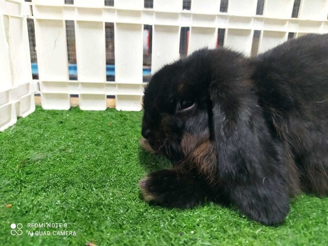 Holland Rabbit - Holland Lop Rabbit