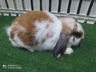 Holland Rabbit - Holland Lop Rabbit