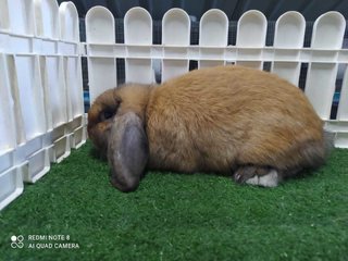 Holland Rabbit - Holland Lop Rabbit