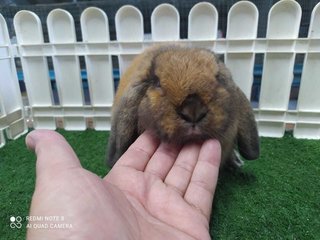 Holland Rabbit - Holland Lop Rabbit