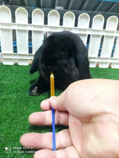 Holland Rabbit - Holland Lop Rabbit