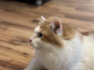 Louis - Domestic Long Hair Cat