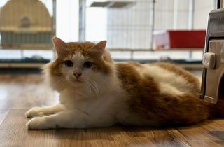 Louis - Domestic Long Hair Cat