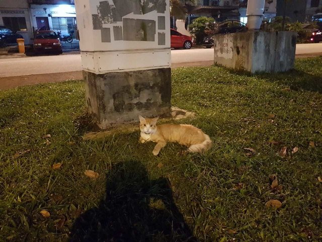 Unknown - Domestic Long Hair + Tiger Cat