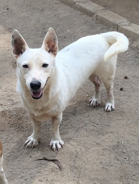 Lingam - Mixed Breed Dog