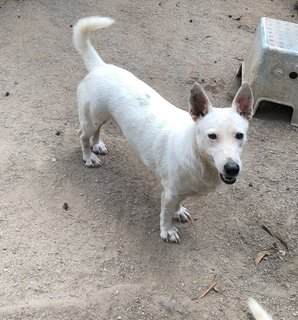 Lingam - Mixed Breed Dog