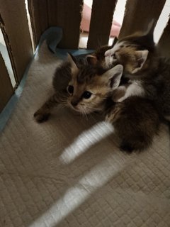 The Trio  - Domestic Short Hair Cat