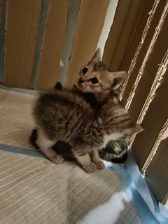 The Trio  - Domestic Short Hair Cat