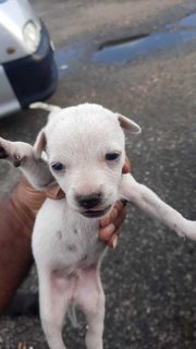 Tom, Max, Alice, Tina, Lucy - Mixed Breed Dog