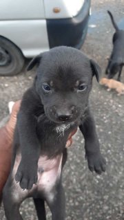 Tom, Max, Alice, Tina, Lucy - Mixed Breed Dog