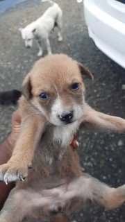 Tom, Max, Alice, Tina, Lucy - Mixed Breed Dog