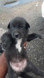 Tom, Max, Alice, Tina, Lucy - Mixed Breed Dog