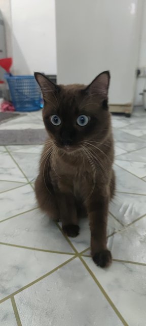 Koko - Siamese Cat