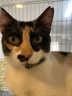 Pudding - Calico Cat