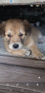 1month Old Female Puppies  - Mixed Breed Dog