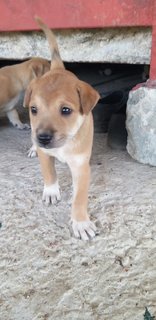 1month Old Female Puppies  - Mixed Breed Dog