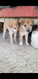 1month Old Female Puppies  - Mixed Breed Dog